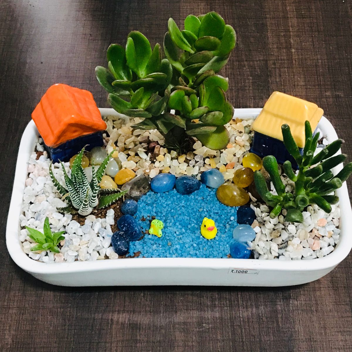 White tray terrarium