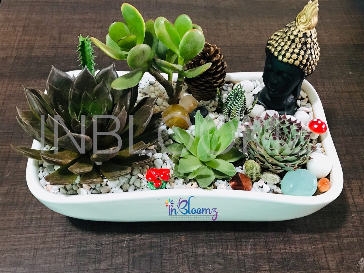 White tray terrarium