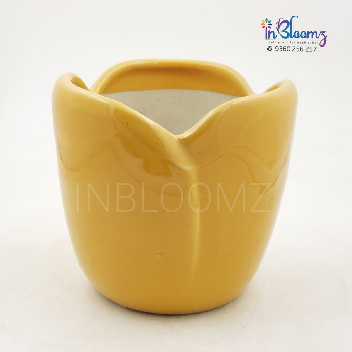 Rose pot yellow